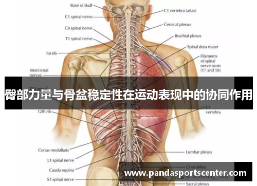 臀部力量与骨盆稳定性在运动表现中的协同作用